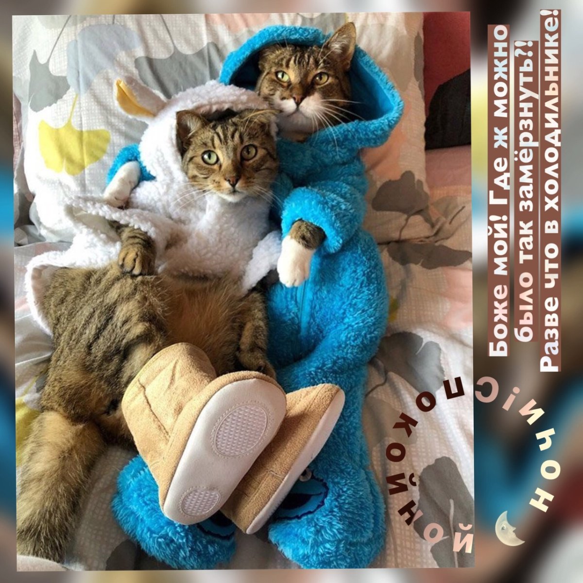 Веселые утренние коты