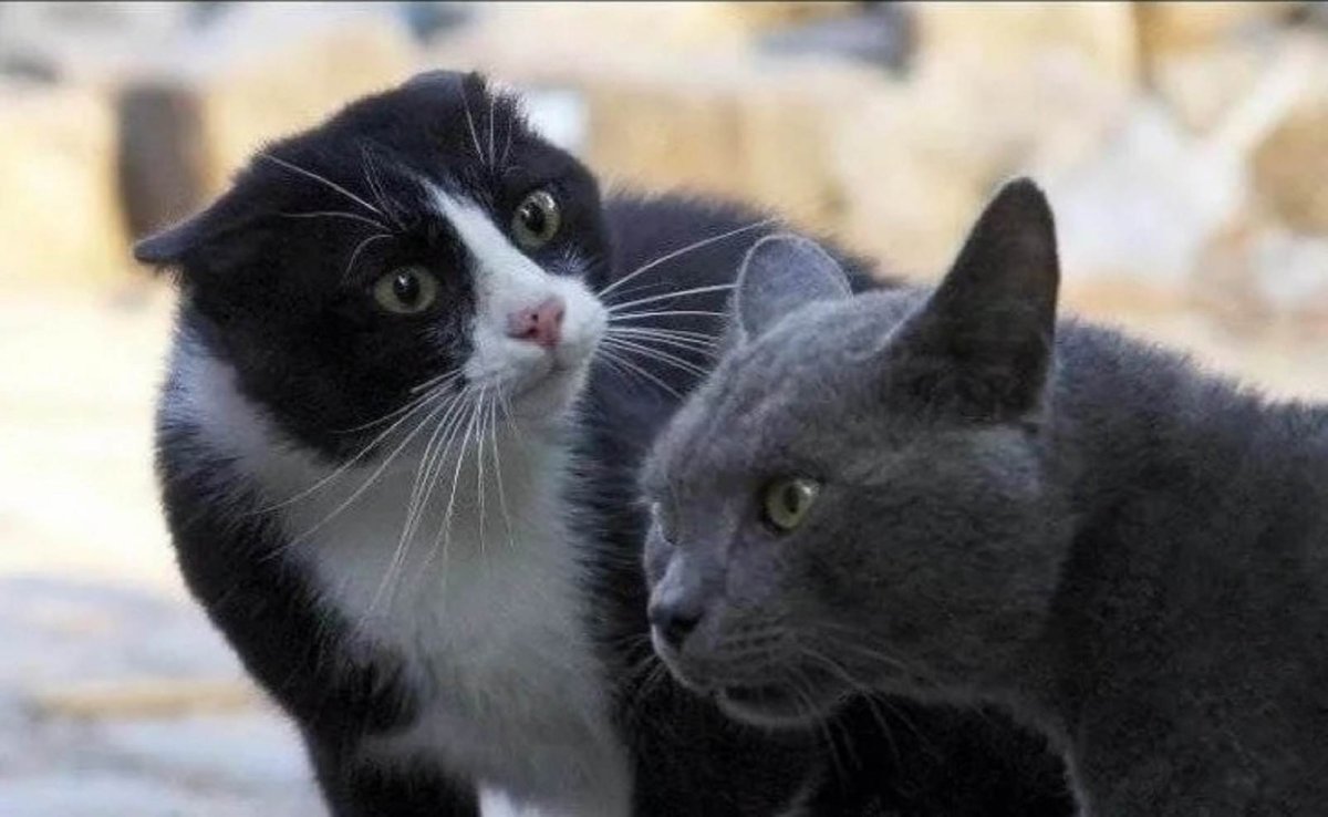 Шотландская вислоухая кошка светло серая