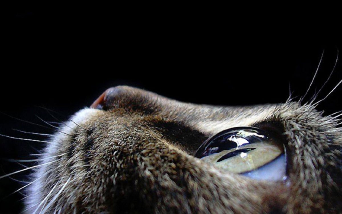 Макросъемка кошек