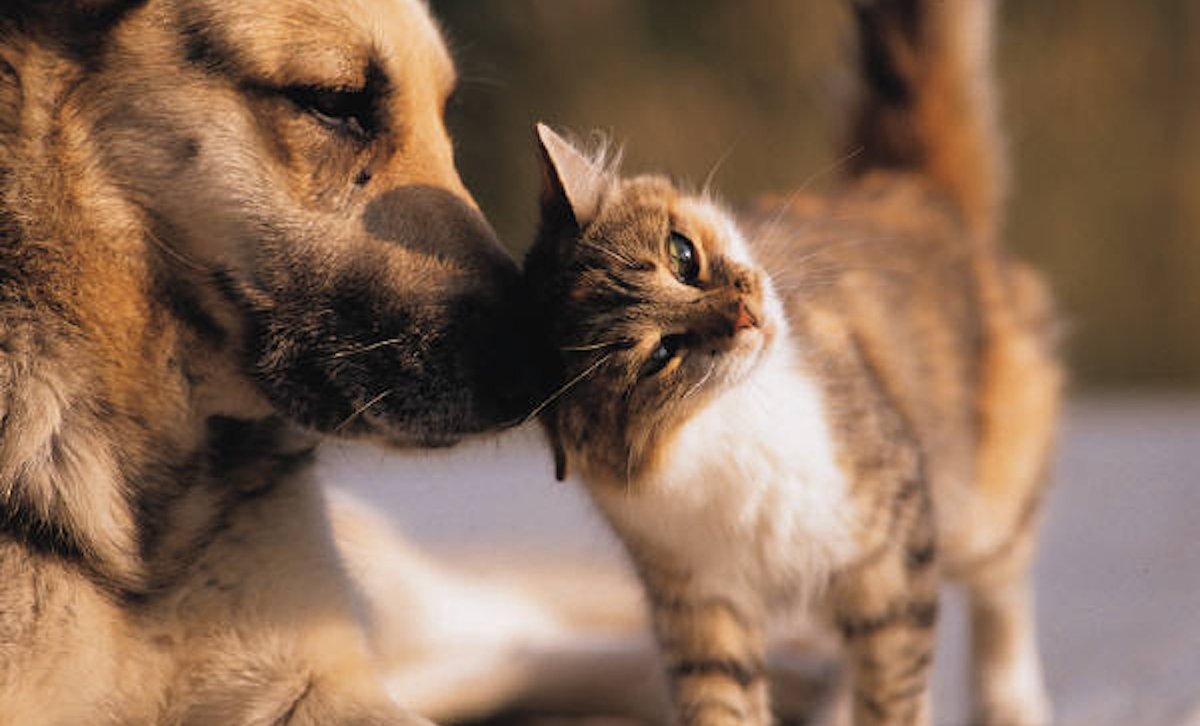 Кот бьет лапой