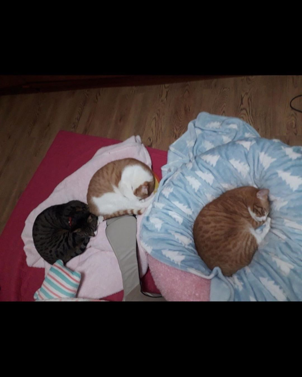 Рыжий котик в цветах