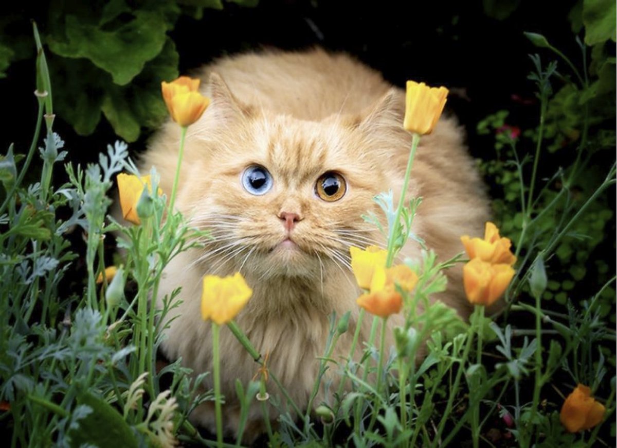 Смешной кот