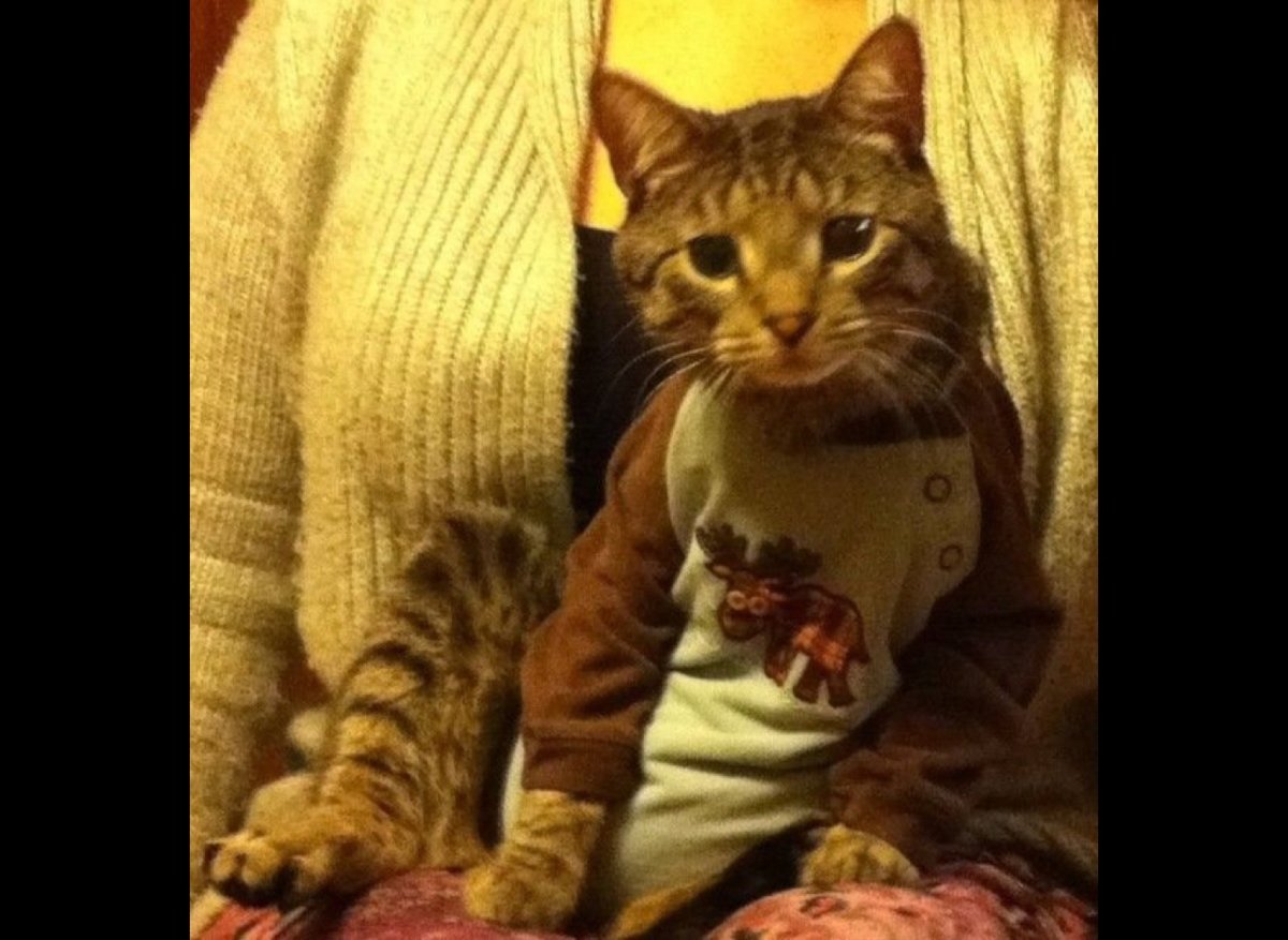 Милые животные в пижаме