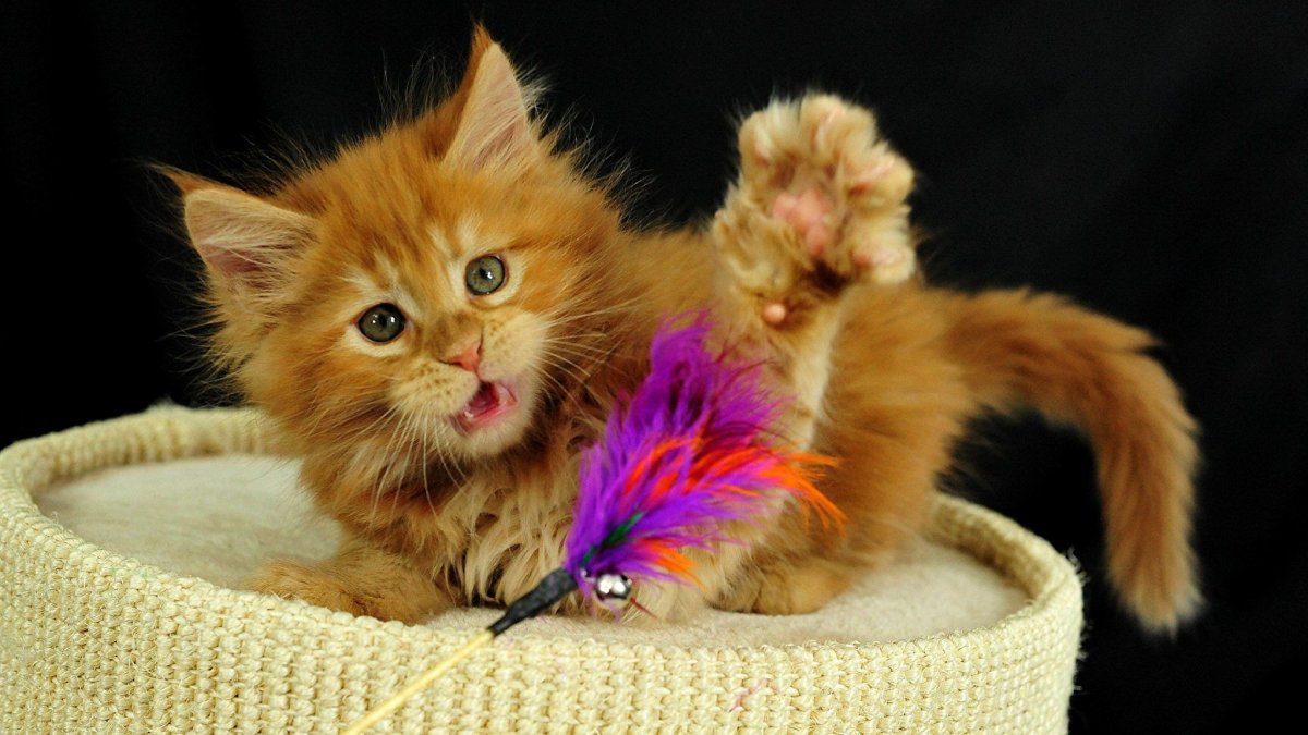 Красивые котята