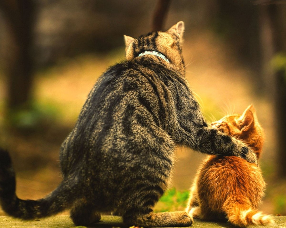 Папа кот и котенок