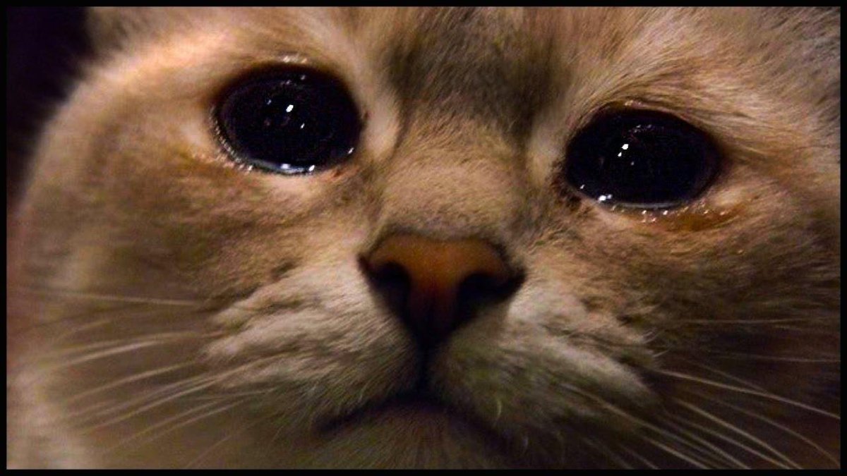 Плачущие котики