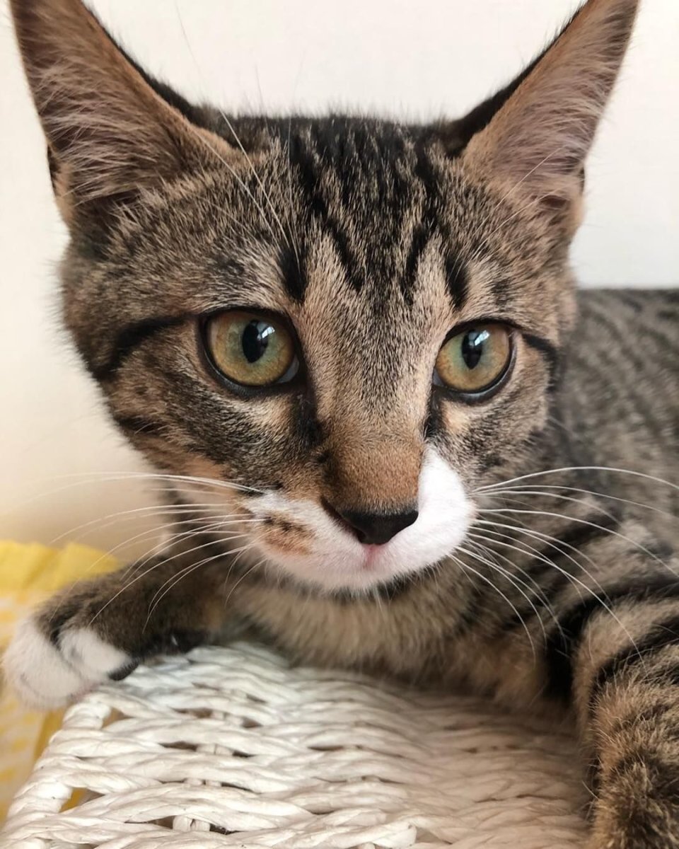 Суни кошка Минхо