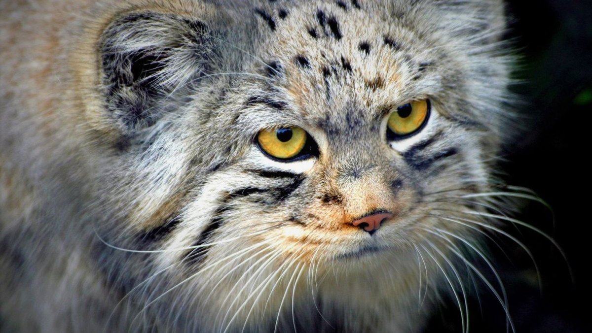 Сибирский дикий кот Манул