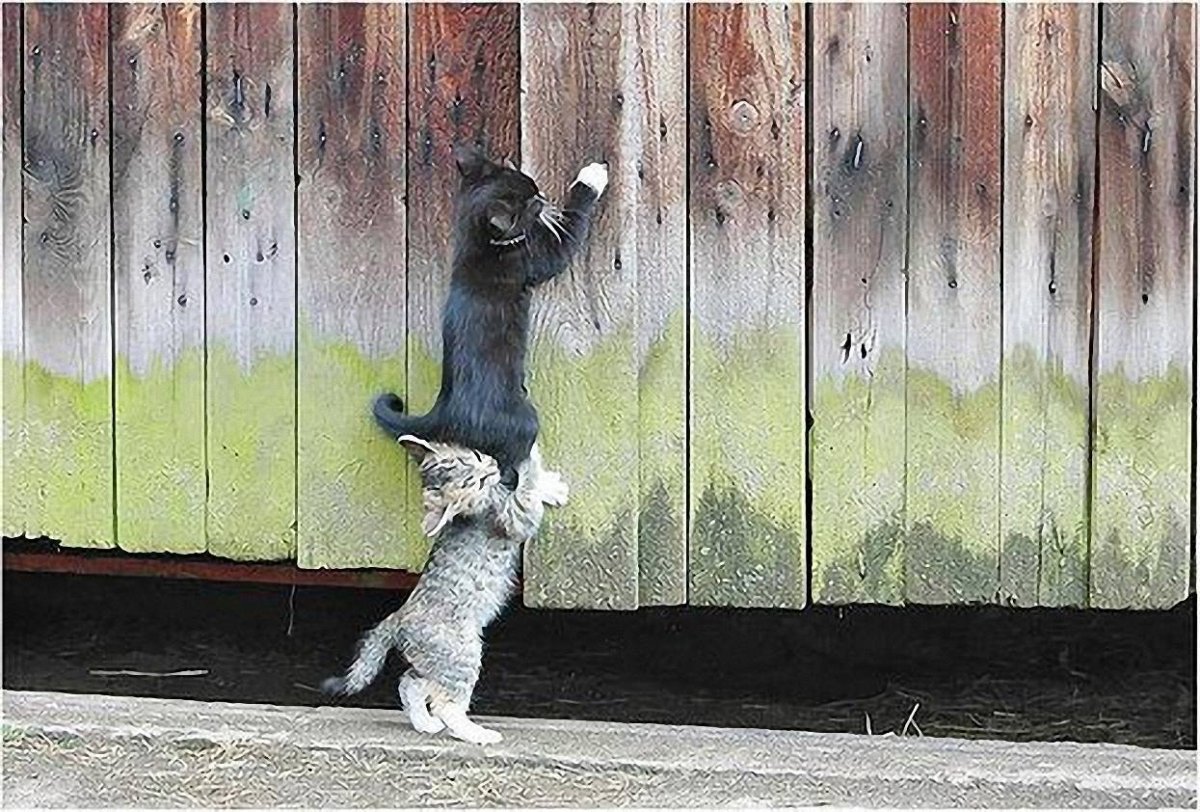 Китайцы выкидывают домашних животных из окон