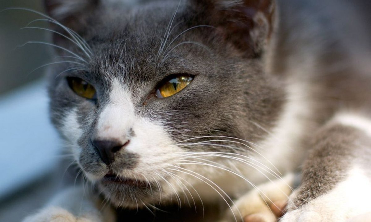 Янус кот Фрэнк и Луи