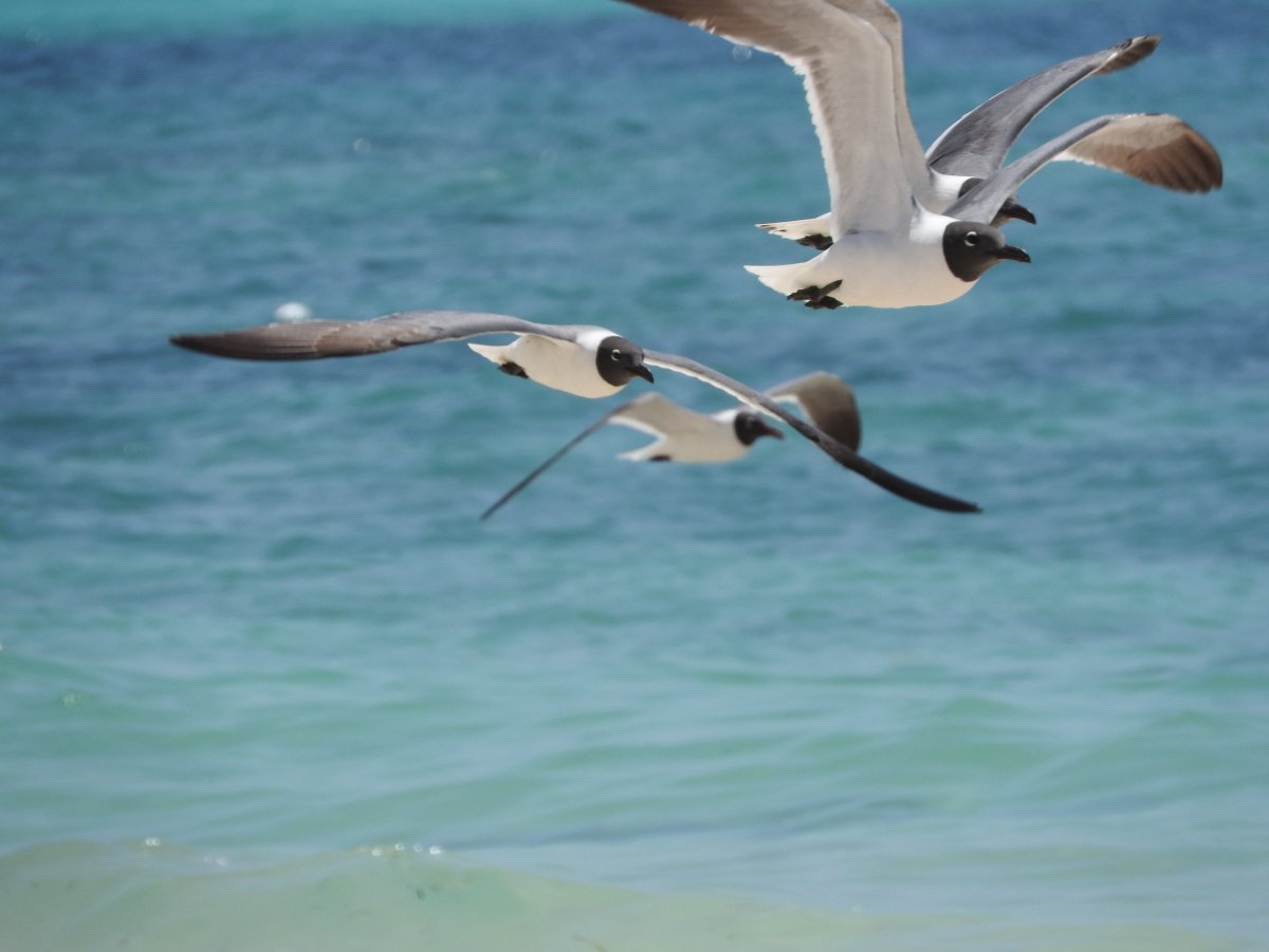 Аист на Мальдивах