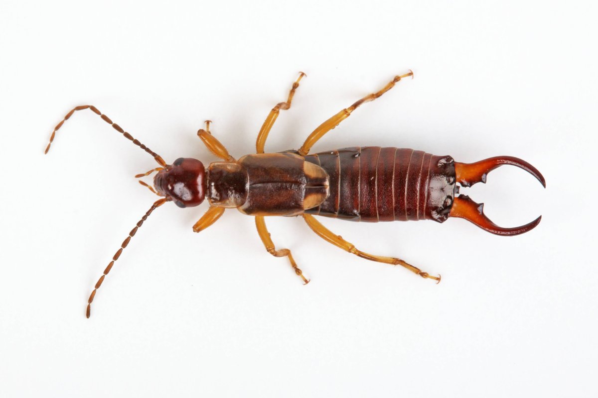 Уховертка обыкновенная двухвостка