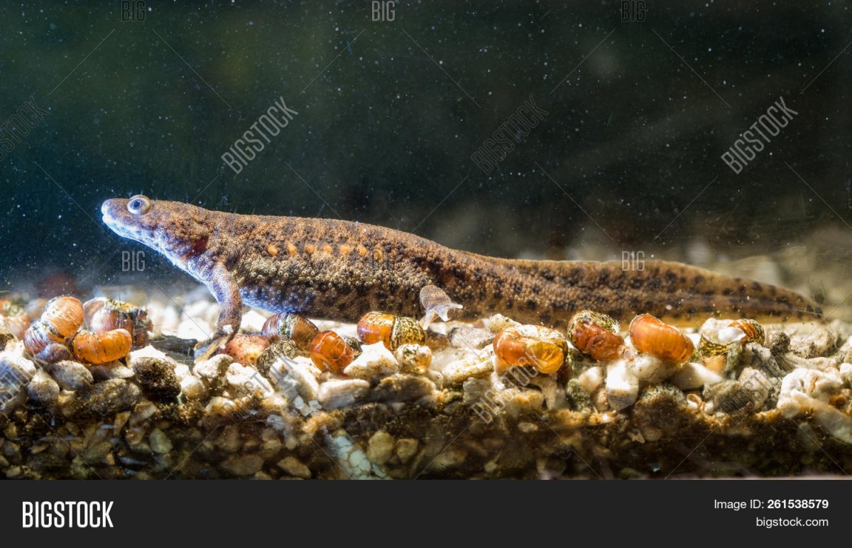 Иглистый Тритон референс