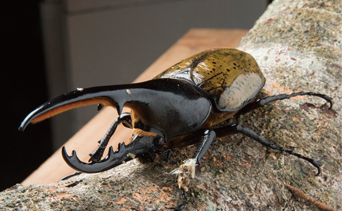 Жук Рогач Крымский