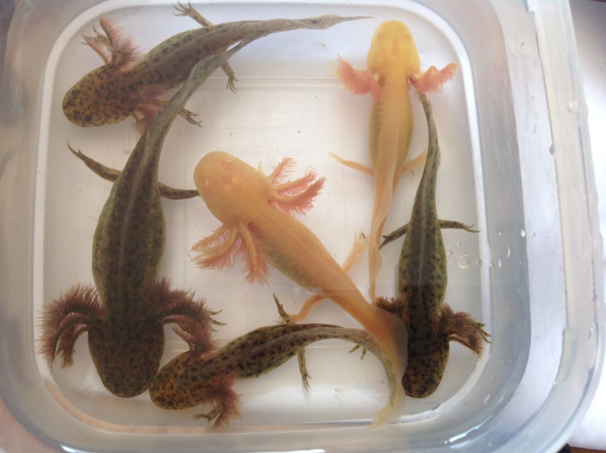 Мальки Тритона