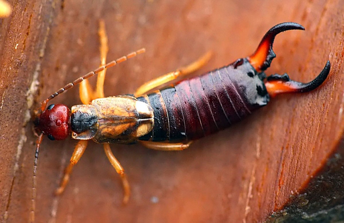 Жук двухвостка