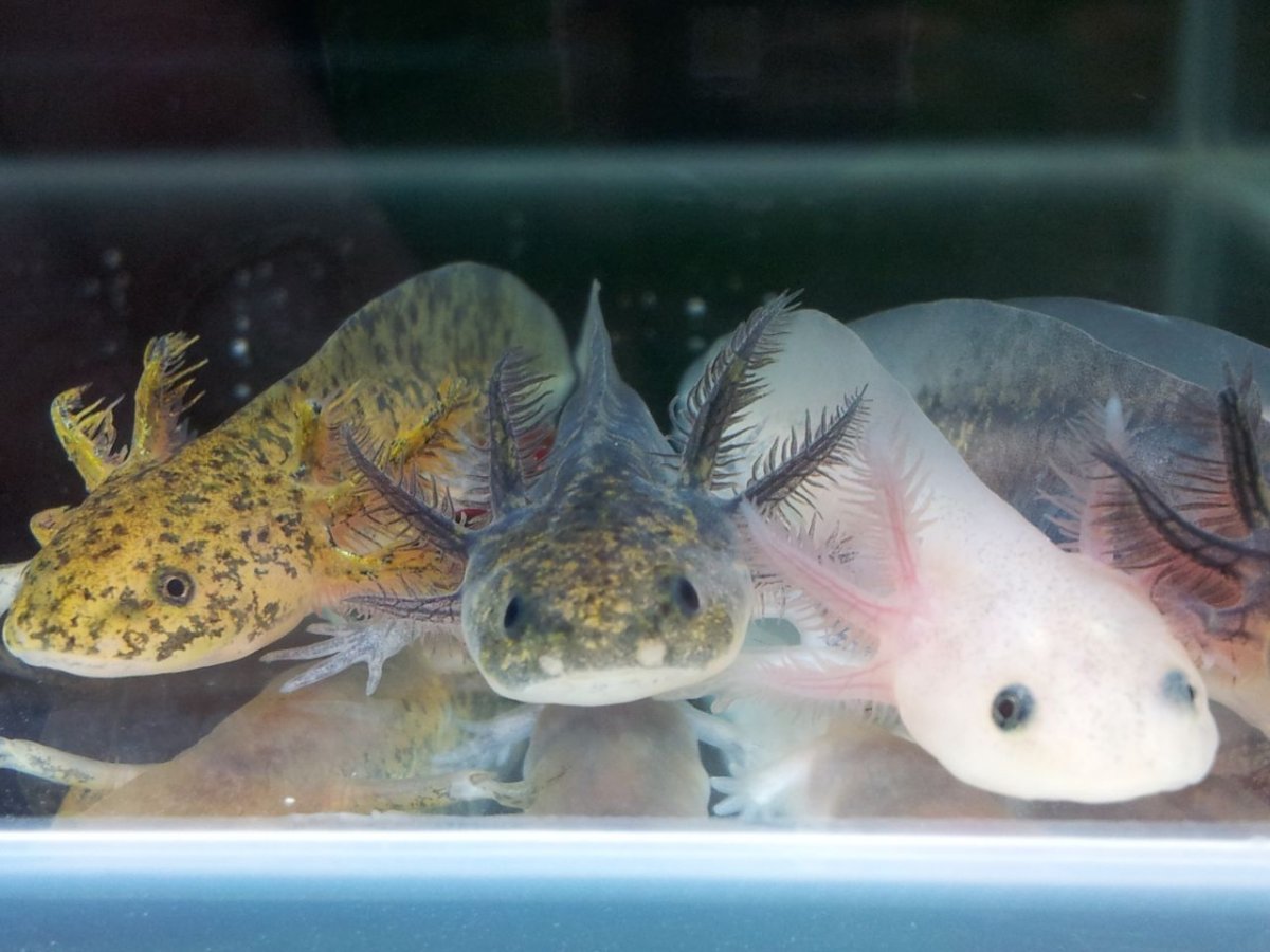 Рыбка Тритон аквариумная аксолотль