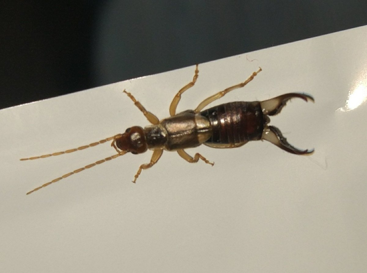 Насекомое похожее на скорпиона