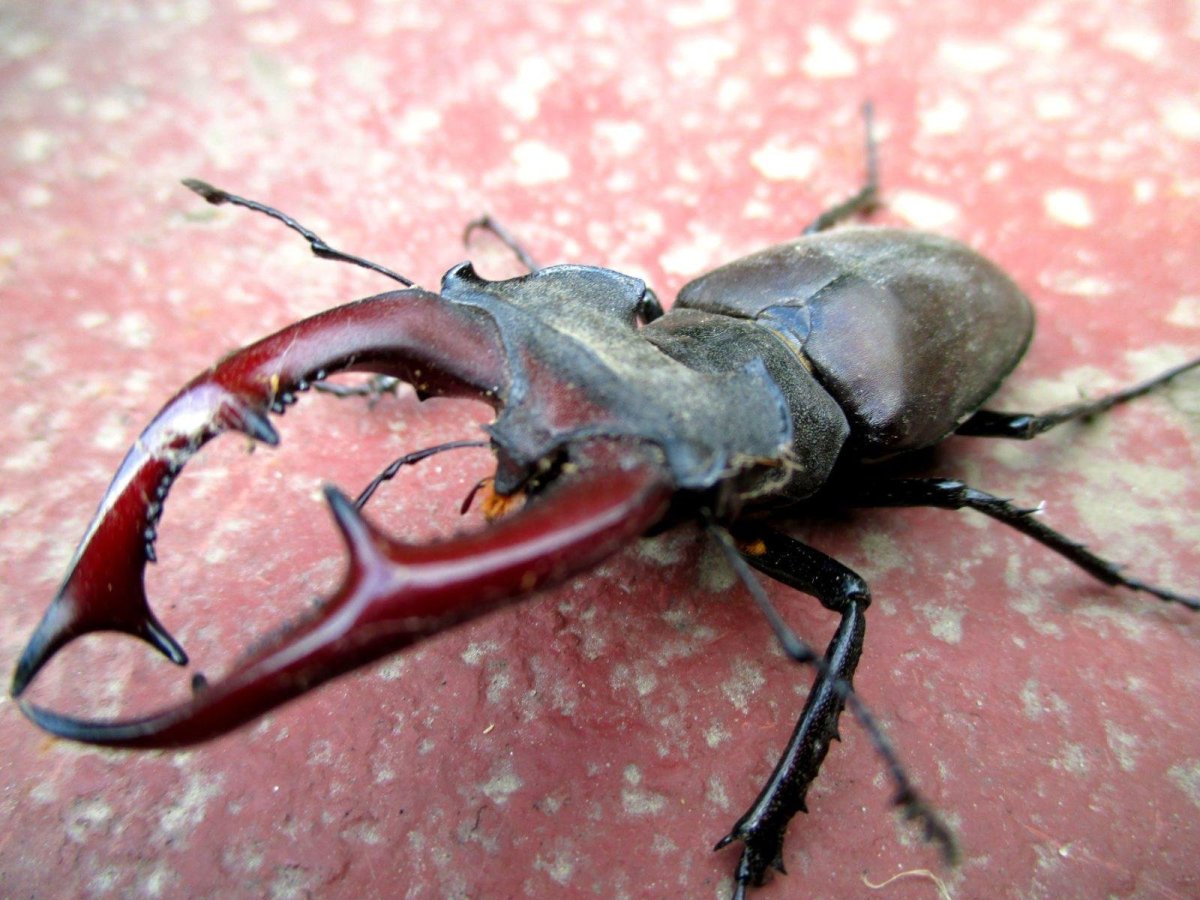 Вильчаторогий Жук носорог