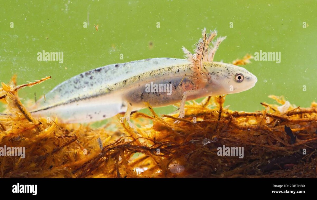 Фото Тритона водяного маленького