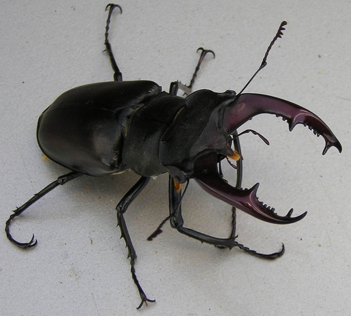 Вильчаторогий Жук носорог