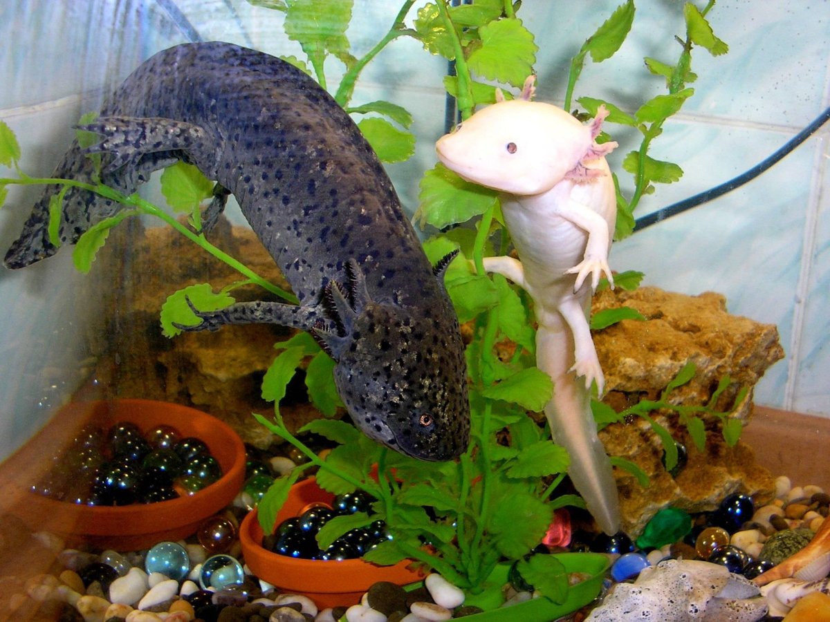 Рыбка Тритон аквариумная аксолотль