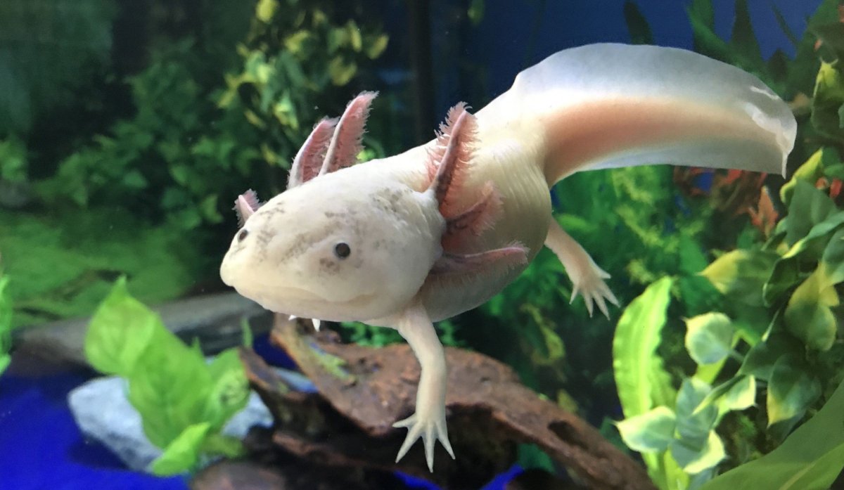 Тритон аквариумный аксолотль