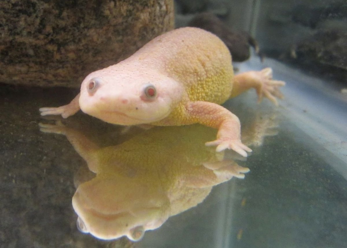 Тритон иглистый аквариумный альбинос