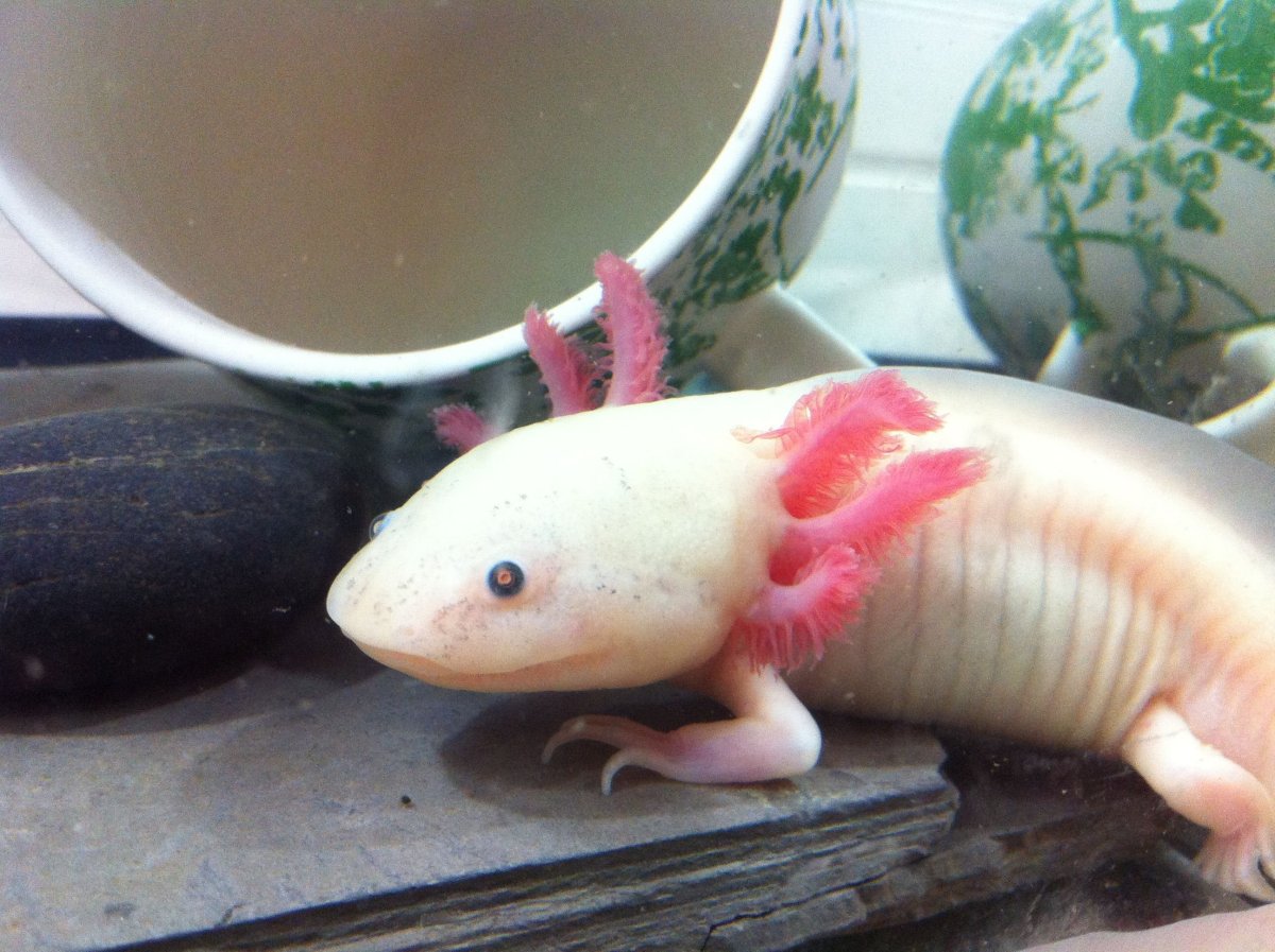 Рыба ящерица аксолотль