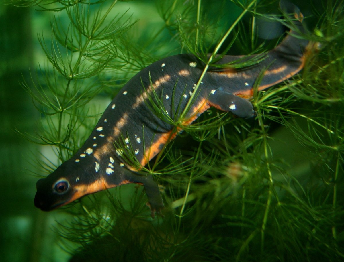 МЕЧЕХВОСТЫЙ Тритон