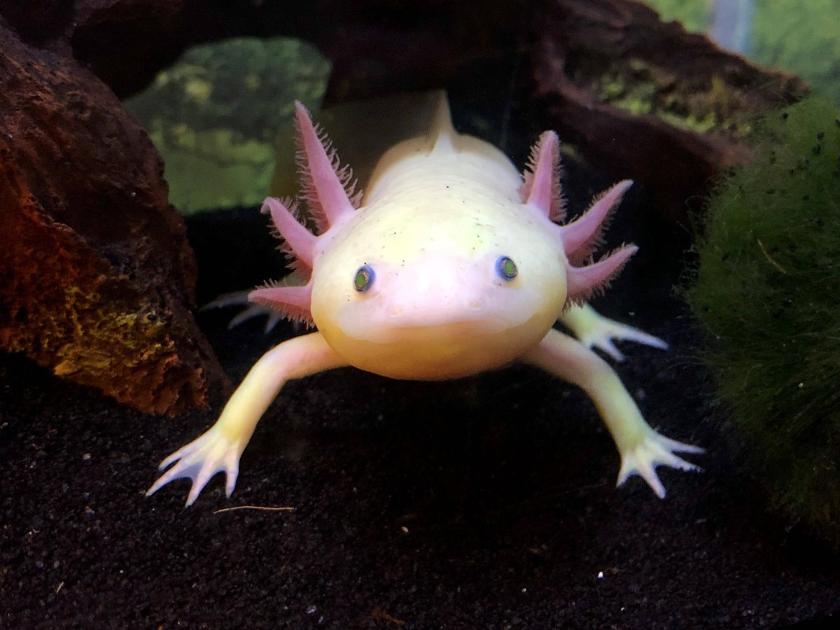 Тритон аквариумный аксолотль