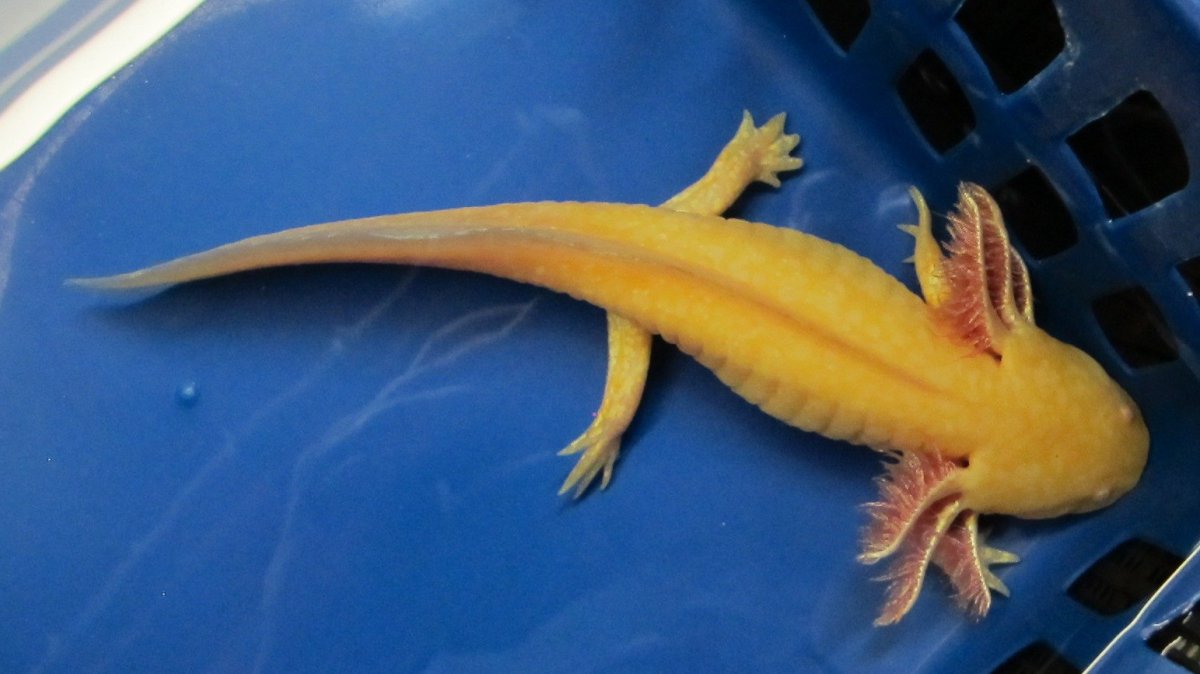 Аксолотль альбинос золотой