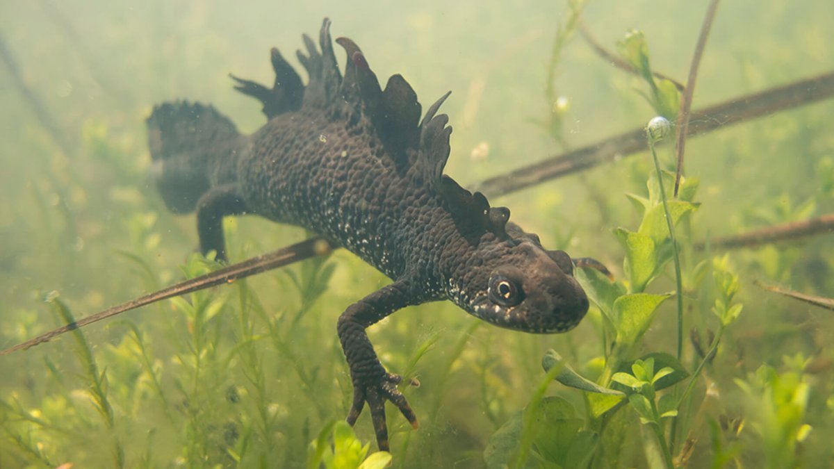 Гребенчатый Тритон