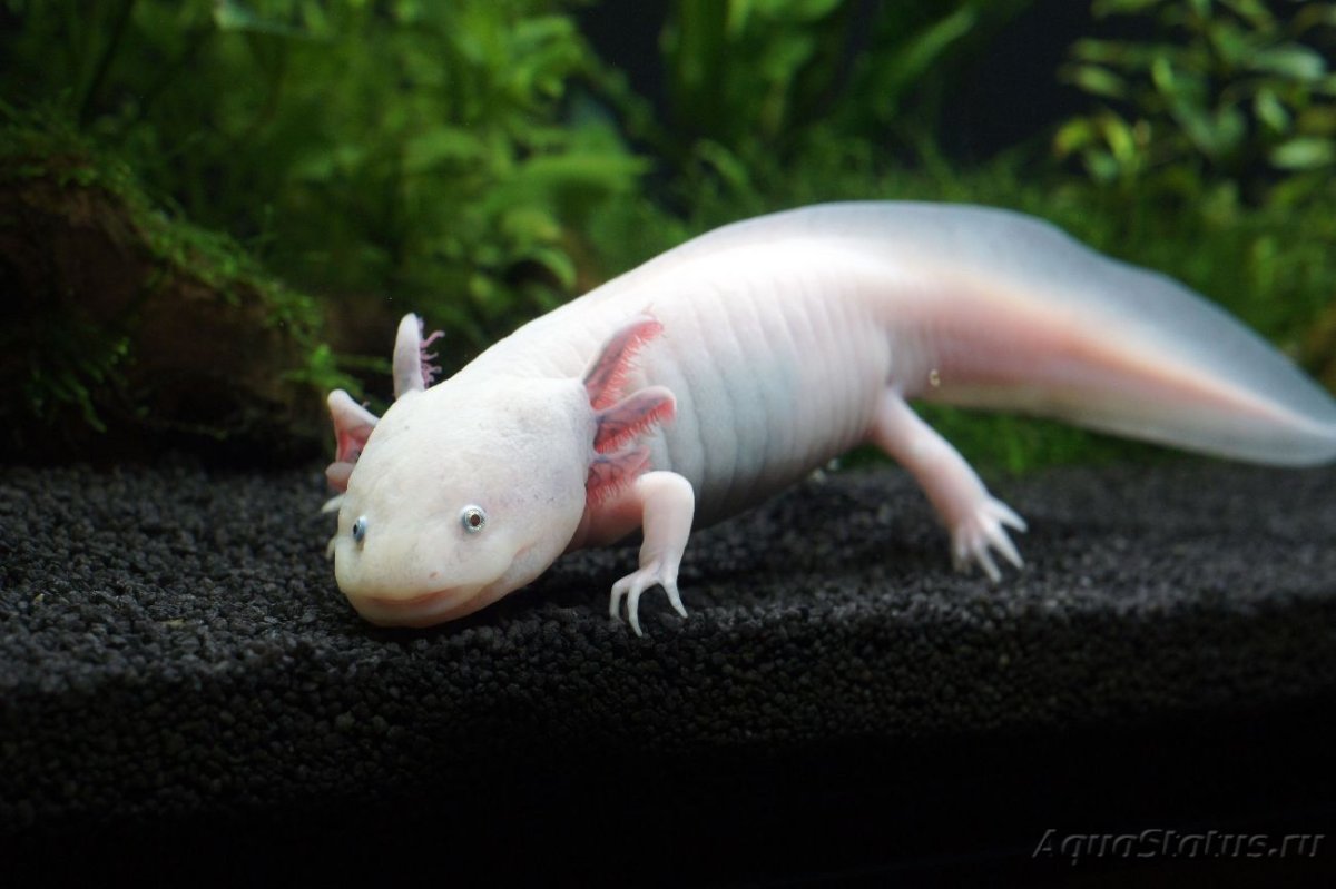 Аксолотль альбинос