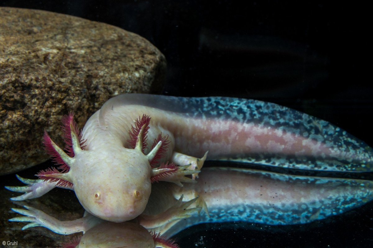 Рыба амфибия аксолотль