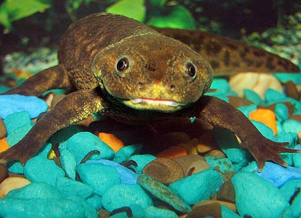 Иглистый Тритон