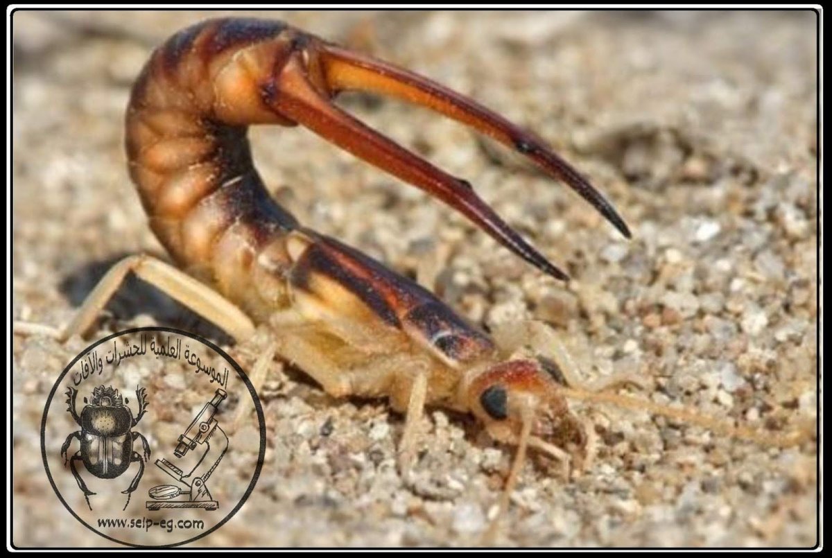 Уховертка Прибрежная