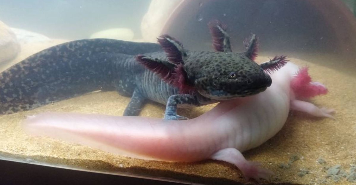 Аксолотль леопардовый