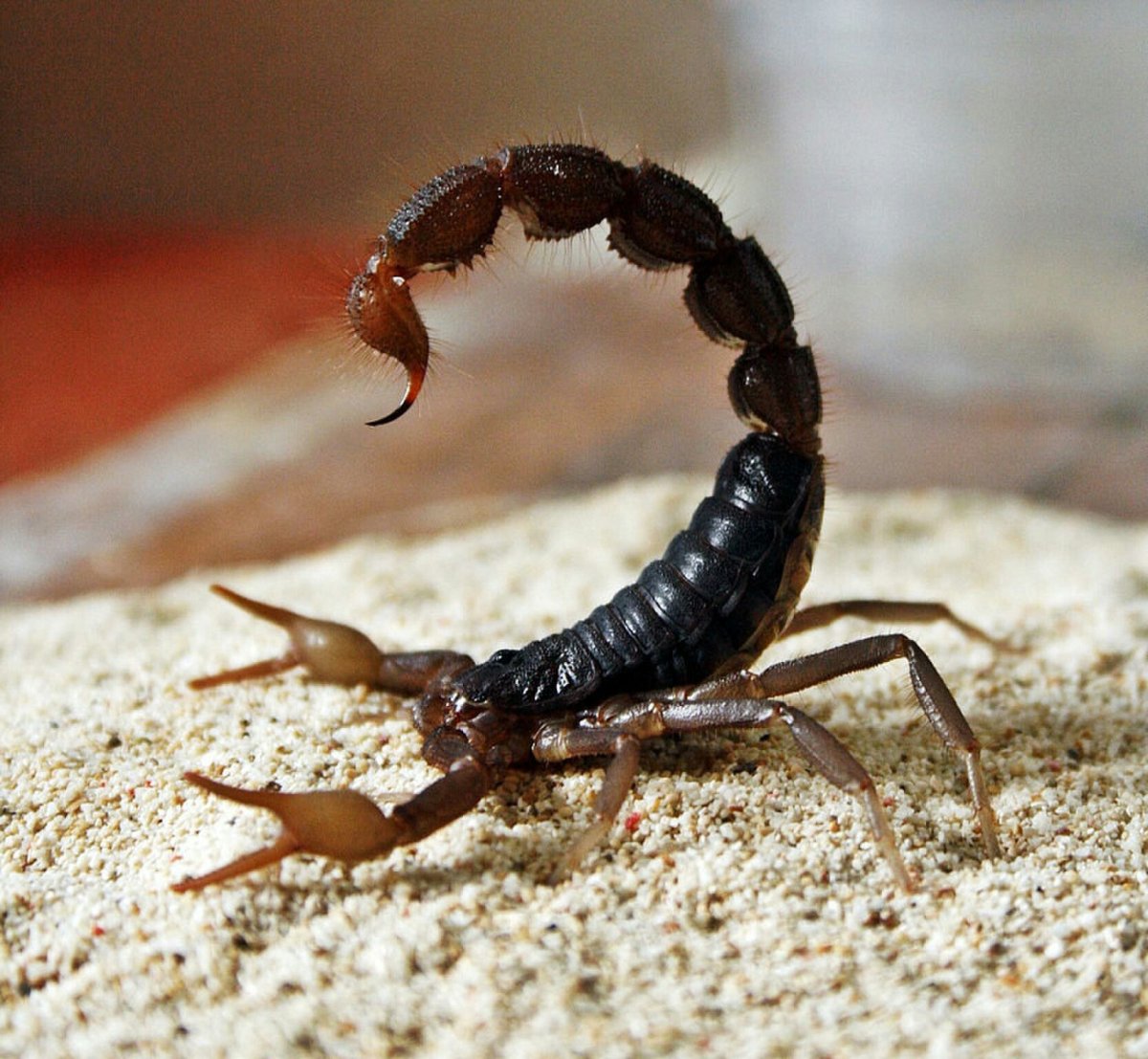 Parabuthus transvaalicus Скорпион