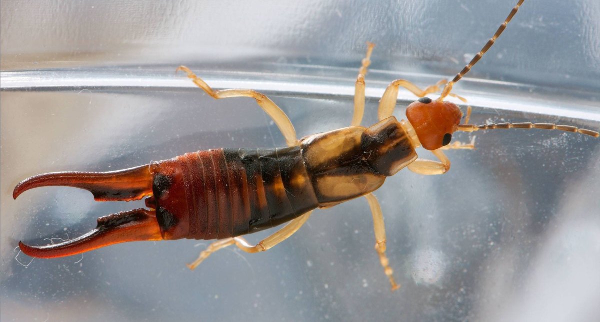 Жук уховёртка двухвостка