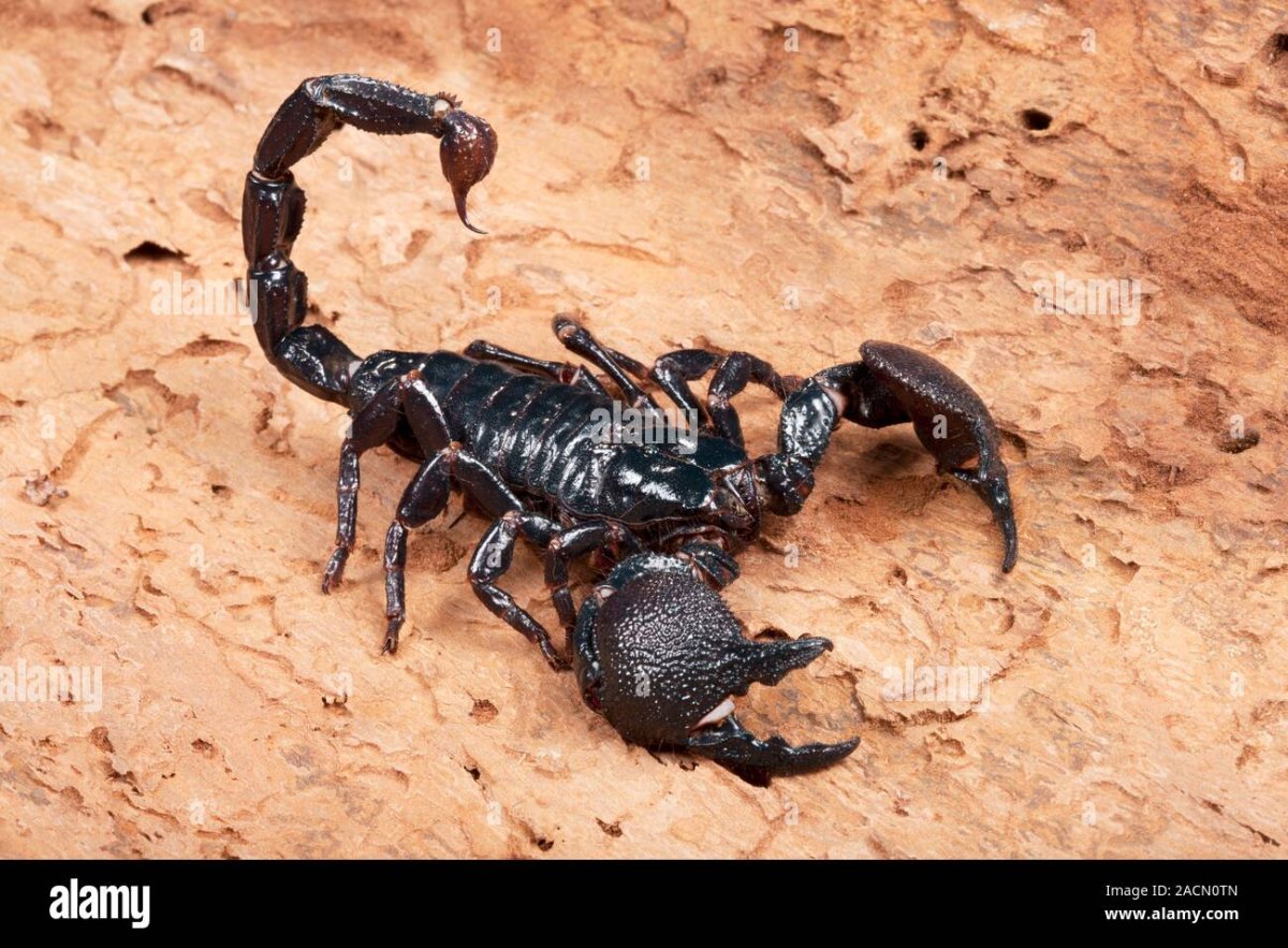 Императорский Скорпион яд