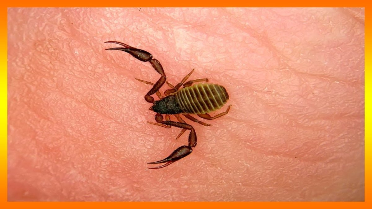 Ложноскорпион маленький