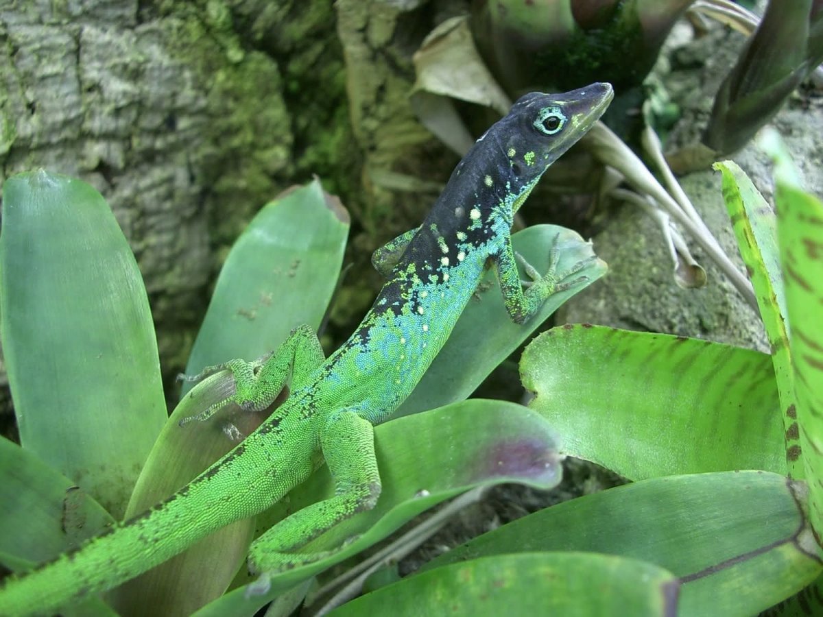 Анолис геккон