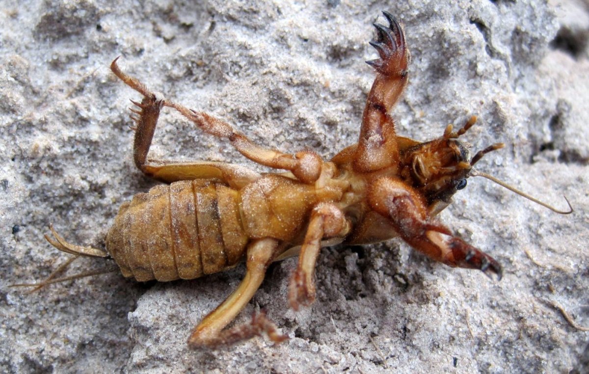 Gryllotalpa Gryllotalpa медведка