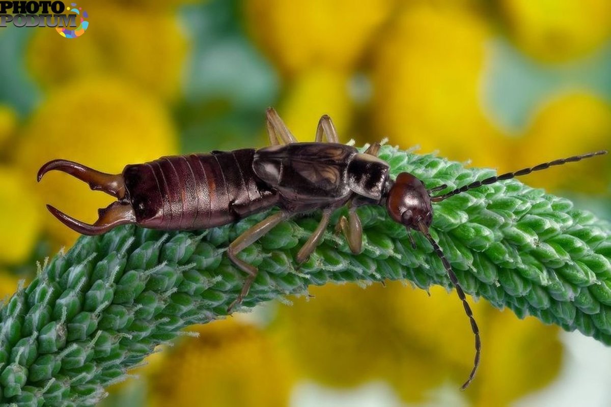 Жук уховёртка двухвостка