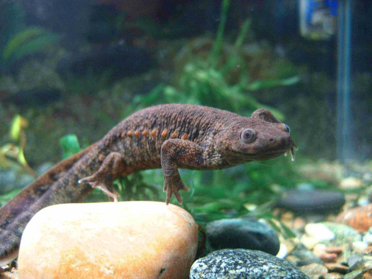 Тритон иглистый аквариумный