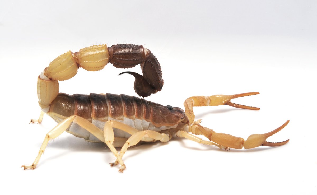 Стрипедтальский Скорпион