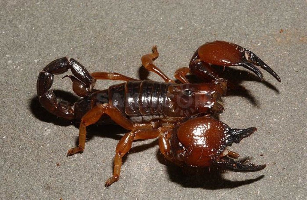 Пандинус кавиманус