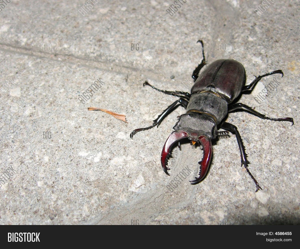 Черный Жук с клешнями
