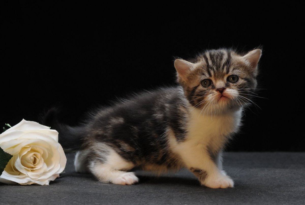 Манчкин котята